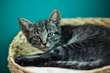 Kitten in tower basket