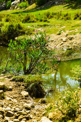 stream in the forest