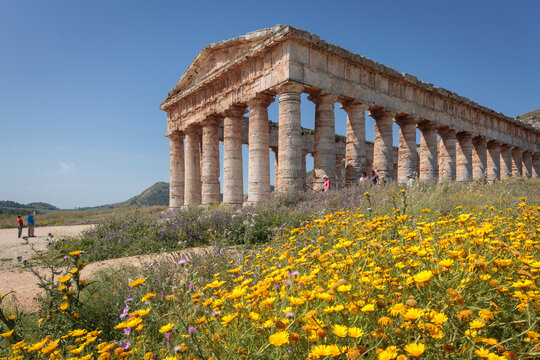 Segesta, Trapani. Tempio greco con fioritura primaverile e visitatori