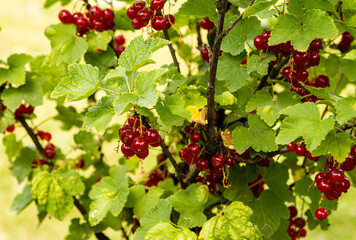 Ripening red currant berries closeup. A branch of ripe red currant in a garden on green background.