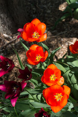 orange springtime tulips in blossom