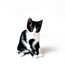 The kitten looks down attentively, with a reproachful look. White background