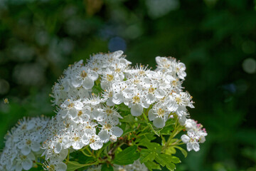 Belles fleurs blanches de l'aubépine monogyne.