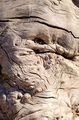 close up of curly wood texture