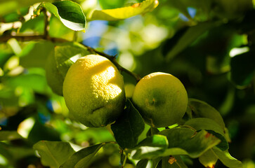 close up of yellow lemons on a branch
