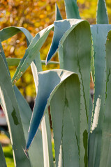 agave plant in the garden