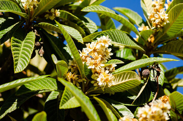 loquat flowers on the tree