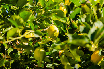 yellow lemons on a branch