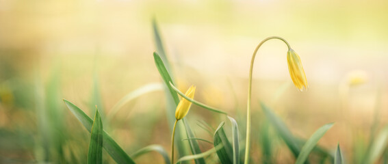 Colorful natural wild tulip snowdrop flowers. Panoramic landscape in sunny day. Beautiful nature...