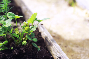 Young sprouts of seedlings in the vegetable garden. Greenery in a greenhouse. Fresh herbs in the spring on the beds.