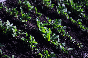 Young sprouts of seedlings in the vegetable garden. Greenery in a greenhouse. Fresh herbs in the spring on the beds.