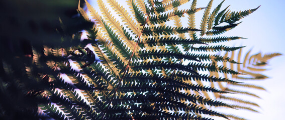 Plants and flowers macro. Detail of petals and leaves at sunset. Natural nature background.