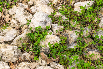 Rubble with trash sprouted with  green grass
