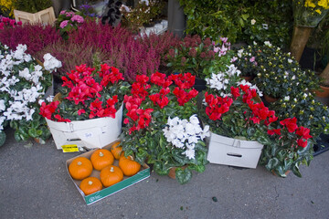 Flowers for sale at flower street shop in Milan