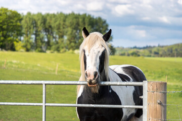 Black and white horse portrait looking over a farm gate