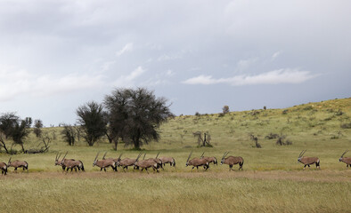 Herd of Gemsbok or South African Oryx in the Kgalagadi, South Africa
