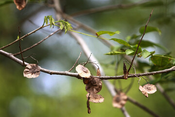 Leaves Tropical forest trees texture background wallpaper