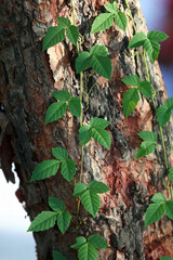 Leaves Tropical forest trees texture background wallpaper