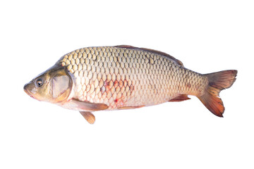 Carp fish isolated on a white background.