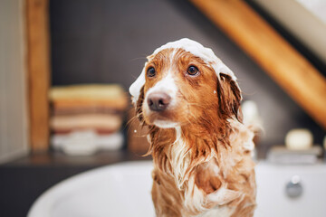Wet dog in bathtub at home. Bathing of Nova Scotia Duck Tolling Retriever..