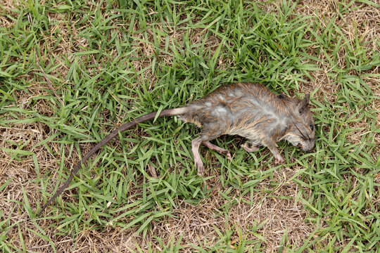 A rat lies dead on the lawn.