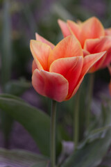 red tulip on a green background