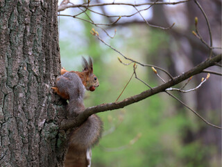 The squirrel with nut in springtime. Eurasian red squirrel, Sciurus vulgaris.