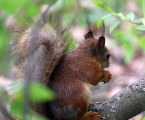 Naklejka na ściany i meble The squirrel with nut in springtime. Eurasian red squirrel, Sciurus vulgaris.