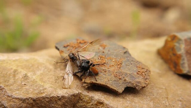 Ladybird spider (Male young, Eresus sandaliatus) preys on a flying ant (New queen, European red wood ant).
Jumping spiders.
Spider hunting in woods, ladybug spider.
Insects, insect, bugs, bug.
Animal