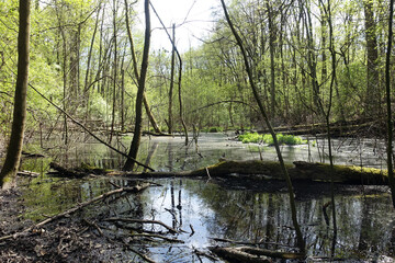 Swampy and wetland in the forest