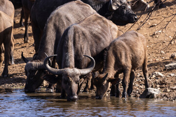 Buffalo cow and calf drink water