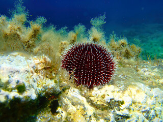 Naklejka na ściany i meble Sun rays illuminate a black sea urchin on a reef and the deep blue sea water background.