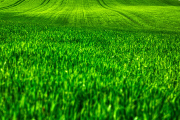 green wheat field