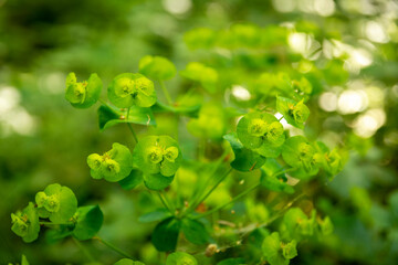 Euphorbia amygdaloides or wood spurge is which can be found in woodland locations in Europe