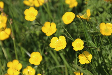 Fototapeta premium yellow tulips in spring