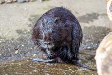 nutria (in german Nutria also Biberratte) Myocastor coypus