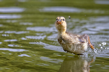 Close up of a baby Mallard duckling leaping out of water trying to catch an insect.