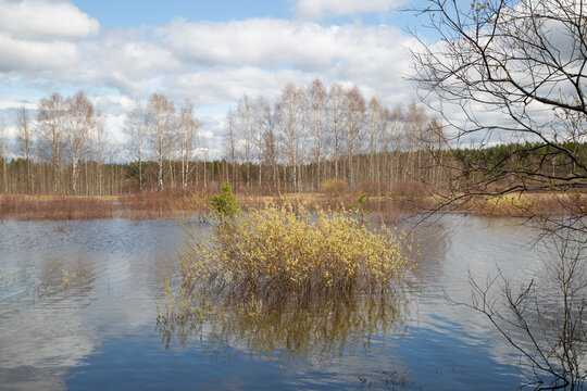 Spring landscape on a lake with flooded trees.