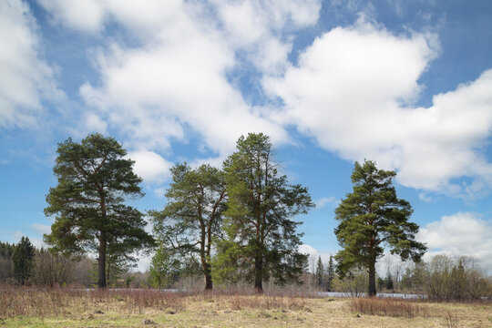 Landscape of pine trees on a field with blue sky and clouds.