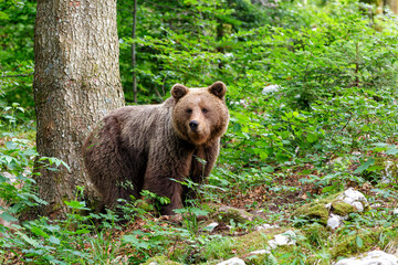 Brown bear - close encounter with a  wild brown bear eating in the forest and mountains of the...