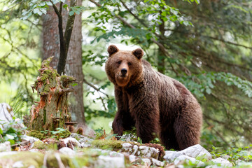 Brown bear - close encounter with a  wild brown bear eating in the forest and mountains of the...