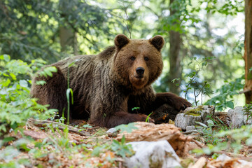 Brown bear - close encounter with a  wild brown bear eating in the forest and mountains of the...