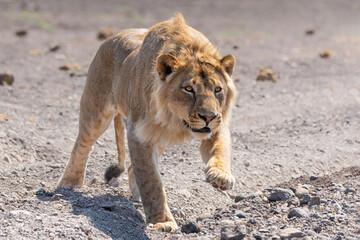Lion (Panthera leo) male. This young male was hunting in a dry riverbed in Mashatu Game Reserve in the Tuli Block in Botswana
