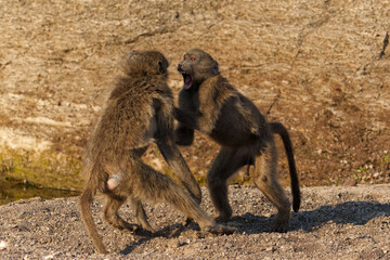 Chacma baboons (Papio ursinus), also known as the Cape baboon, playing and fighting in Mashatu Game Reserve in the Tuli Block in Botswana