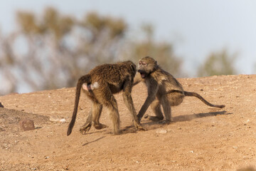 Chacma baboons (Papio ursinus), also known as the Cape baboon, playing and fighting in Mashatu Game Reserve in the Tuli Block in Botswana