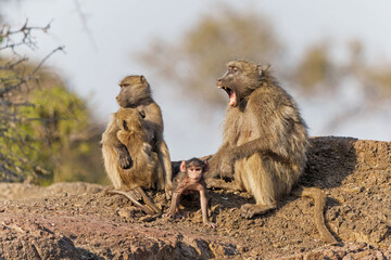 Chacma baboons (Papio ursinus), also known as the Cape baboon, family sitting in a Game Reserve in the Tuli Block in Botswana