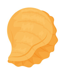 yellow olive shell