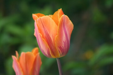 red and yellow tulip