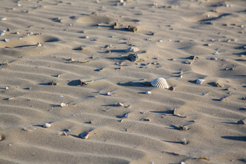 Beach landscape France: A white brown cockle mussel washed up at low tide to the fine sandy beach of the Mediterranean seaside resort Carnon-Plage, Montpellier, texture, blurred background, structure