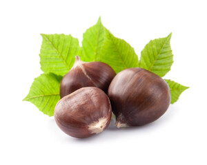 Chestnut with leaves